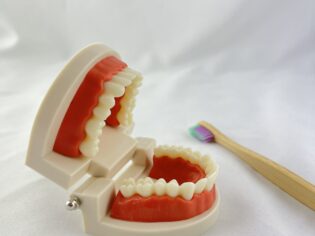 Montessori Teeth Model with Toothbrush -Dental Health Education